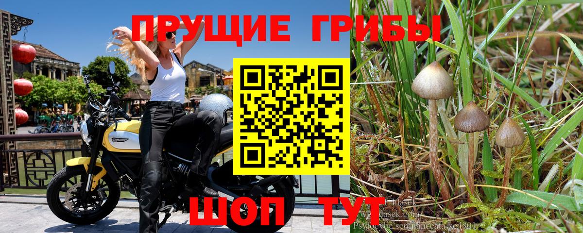 Псилоцибиновые грибы Psilocybe Смоленск